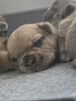 Camilla(possible fluffy carrier), a female French Bulldog for sale in West Burlington, IA – 3 of 3