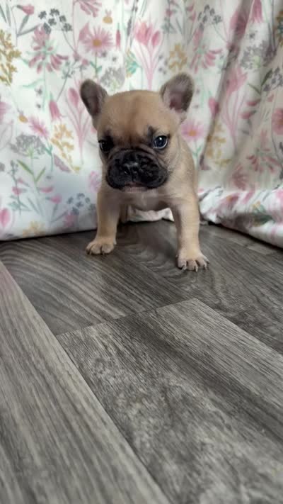 Minnie(possible fluffy carrier), a female French Bulldog for sale in West Burlington, IA – 1 of 1