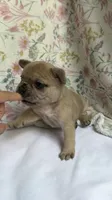 Camilla(possible fluffy carrier), a female French Bulldog for sale in West Burlington, IA – 2 of 3