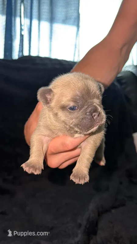 Lucy (possible fluffy carrier) – French Bulldog puppy for sale in West Burlington, IA