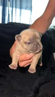 Lucy (possible fluffy carrier), a female French Bulldog for sale in West Burlington, IA – 1 of 2