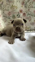 Izzy, a female French Bulldog for sale in West Burlington, IA – 3 of 4