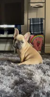 Lucy (possible fluffy carrier), a female French Bulldog for sale in Keokuk, IA – 2 of 5