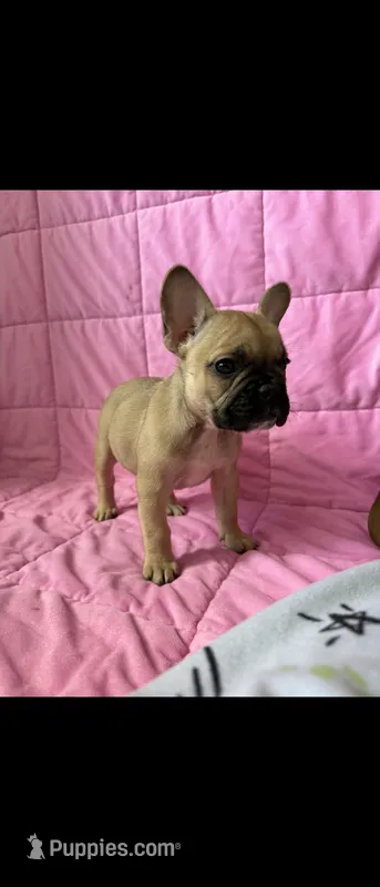 Minnie(possible fluffy carrier) – French Bulldog puppy for sale in Keokuk, IA