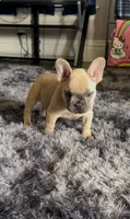 Lucy (possible fluffy carrier), a female French Bulldog for sale in Keokuk, IA – 1 of 5