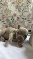 Izzy, a female French Bulldog for sale in West Burlington, IA – 4 of 4