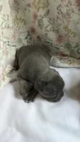 Bear, a male French Bulldog for sale in West Burlington, IA – 3 of 3