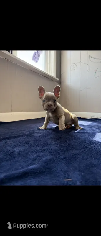 Izzy – French Bulldog puppy for sale in Keokuk, IA