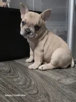 Camilla(possible fluffy carrier), a female French Bulldog for sale in Keokuk, IA – 5 of 5