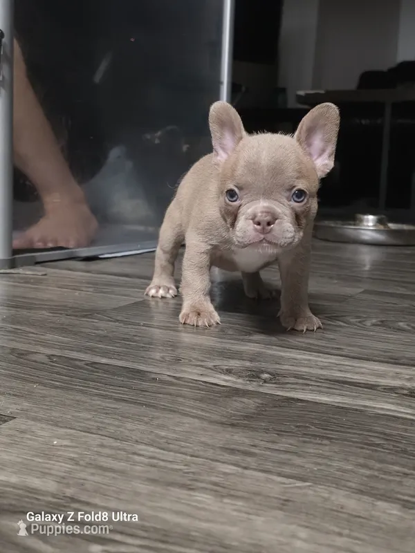 Bella  – French Bulldog puppy for sale in Keokuk, IA