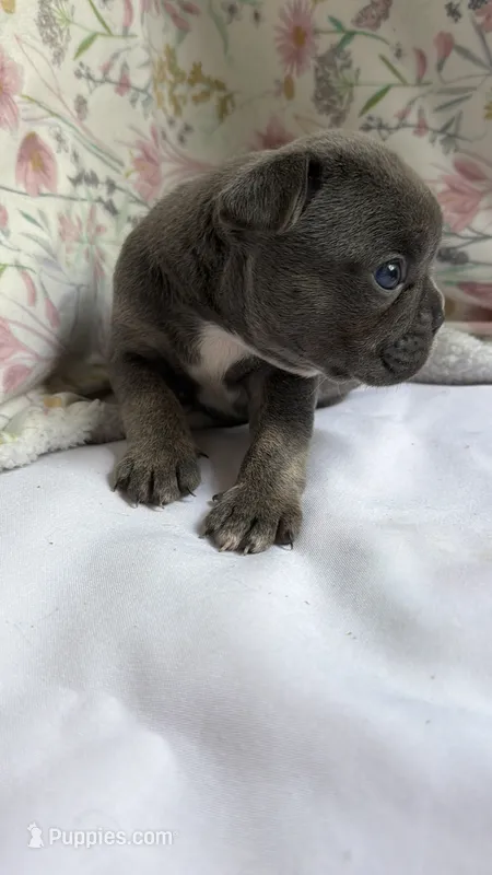 Bear – French Bulldog puppy for sale in West Burlington, IA