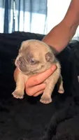 Lucy (possible fluffy carrier), a female French Bulldog for sale in West Burlington, IA – 2 of 2