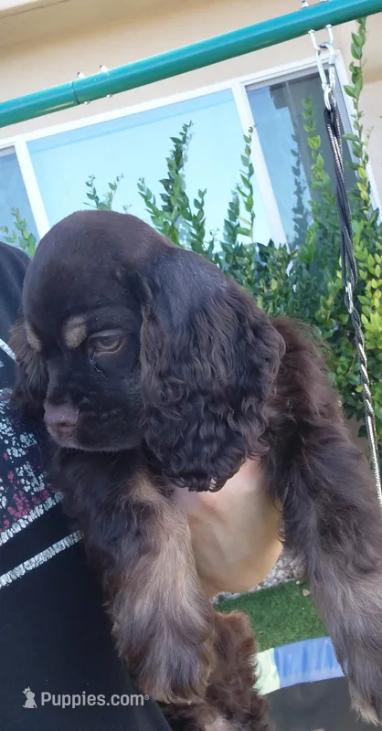 Brown /tan – Cocker Spaniel puppy for sale in San Diego, CA