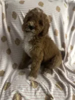 STELLA, a female Cavapoo and Poodle - Toy  for sale in Phoenix, AZ – 5 of 6