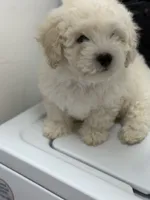 Bruce , a male Bichon Frise and Bichpoo for sale in Phoenix, AZ – 8 of 9