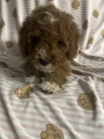 STELLA, a female Cavapoo and Poodle - Toy  for sale in Phoenix, AZ – 4 of 6
