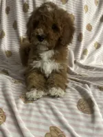 STELLA, a female Cavapoo and Poodle - Toy  for sale in Phoenix, AZ – 3 of 6