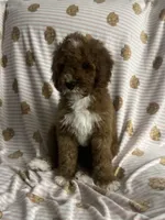 STELLA, a female Cavapoo and Poodle - Toy  for sale in Phoenix, AZ – 6 of 6
