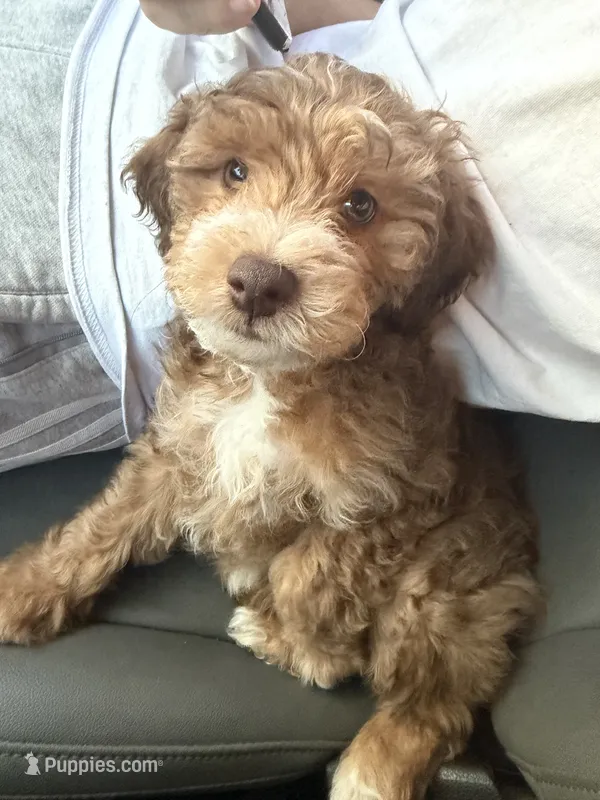 Cappuccino  – Maltipoo puppy for sale in Phoenix, AZ