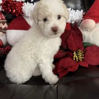 Snowball, a female Cavapoo and Maltipoo for sale in Phoenix, AZ – Photo 4 of 6