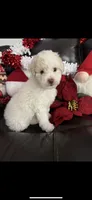 Snowball, a female Cavapoo and Maltipoo for sale in Phoenix, AZ – Photo 4 of 6