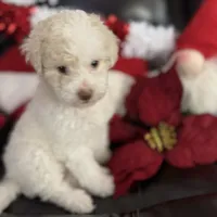 Snowball, a female Cavapoo and Maltipoo for sale in Phoenix, AZ – Photo 6 of 6