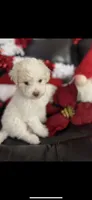 Snowball, a female Cavapoo and Maltipoo for sale in Phoenix, AZ – Photo 6 of 6