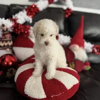 Snowball, a female Cavapoo and Maltipoo for sale in Phoenix, AZ – Photo 3 of 6