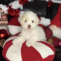 Snowball, a female Cavapoo and Maltipoo for sale in Phoenix, AZ – Photo 1 of 6