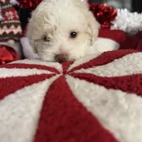 Snowball, a female Cavapoo and Maltipoo for sale in Phoenix, AZ – Photo 2 of 6