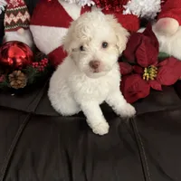 Snowball, a female Cavapoo and Maltipoo for sale in Phoenix, AZ – Photo 5 of 6