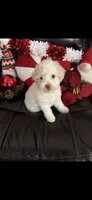 Snowball, a female Cavapoo and Maltipoo for sale in Phoenix, AZ – Photo 5 of 6