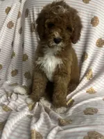 STELLA, a female Cavapoo and Poodle - Toy  for sale in Phoenix, AZ – 2 of 6