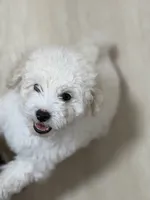 Bruce , a male Bichon Frise and Bichpoo for sale in Phoenix, AZ – 5 of 9