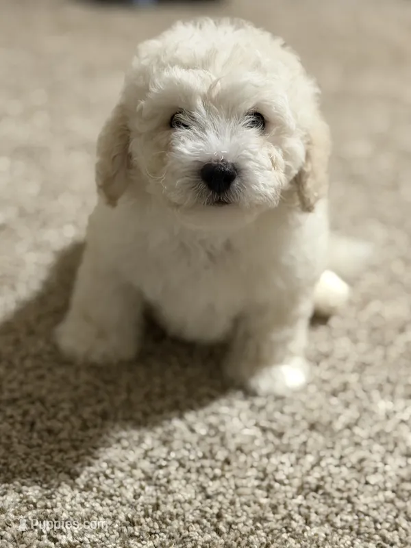 Bruce  – Bichon Frise, Bichpoo puppy for sale in Phoenix, AZ