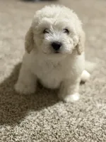 Bruce , a male Bichon Frise and Bichpoo for sale in Phoenix, AZ – 1 of 9
