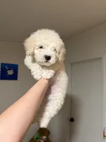 Bruce , a male Bichon Frise and Bichpoo for sale in Phoenix, AZ – 2 of 9