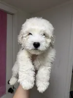 Bruce , a male Bichon Frise and Bichpoo for sale in Phoenix, AZ – 9 of 9