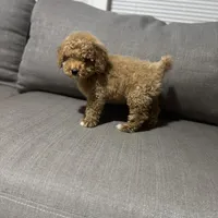 Pancho, a male Maltipoo and Bichpoo for sale in Phoenix, AZ – Photo 4 of 5