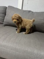 Pancho, a male Poodle - Toy  for sale in Phoenix, AZ – Photo 4 of 5