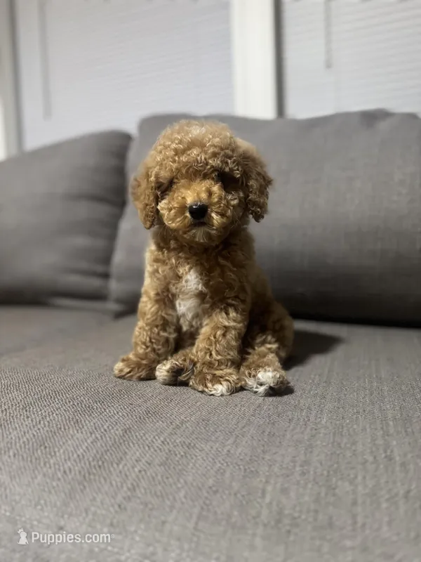 Pancho, a male Poodle - Toy  for sale in Phoenix, AZ – Photo 1 of 5