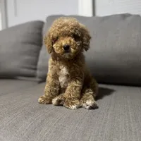 Pancho, a male Maltipoo and Bichpoo for sale in Phoenix, AZ – Photo 1 of 5