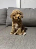 Pancho, a male Poodle - Toy  for sale in Phoenix, AZ – Photo 2 of 5