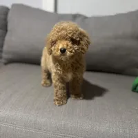 Pancho, a male Maltipoo and Bichpoo for sale in Phoenix, AZ – Photo 5 of 5