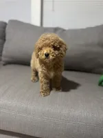 Pancho, a male Poodle - Toy  for sale in Phoenix, AZ – Photo 5 of 5