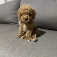 Pancho, a male Maltipoo and Bichpoo for sale in Phoenix, AZ – Photo 3 of 5