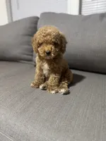 Pancho, a male Poodle - Toy  for sale in Phoenix, AZ – Photo 3 of 5