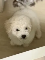 Bruce , a male Bichon Frise and Bichpoo for sale in Phoenix, AZ – 6 of 9