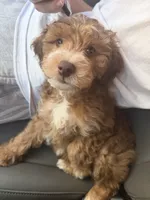 Cappuccino , a male Maltipoo for sale in Phoenix, AZ – 2 of 2