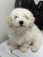 Bruce , a male Bichon Frise and Bichpoo for sale in Phoenix, AZ – 7 of 9